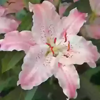 Virtuosa